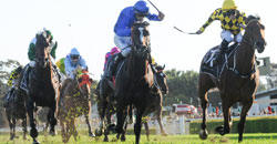 Newnham fillies to stay the distance